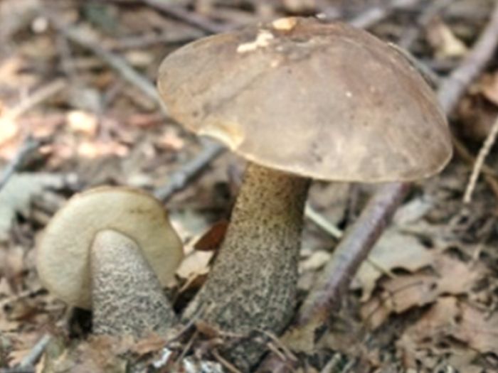 Sie sehen ein Bild mit einem Pilz der fei i Wald steht - er gehört der Art der Symbiose an