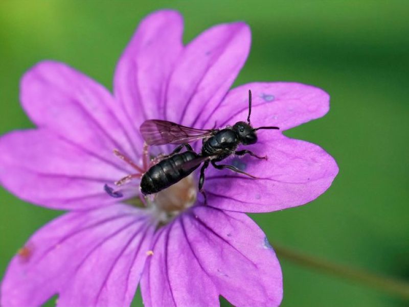 Eine kleine ganz feine und komplett schwaze Biene sitzt auf einer pinken Blüte. 