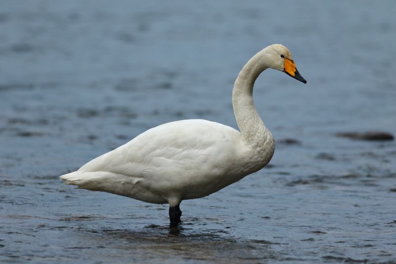 Sie sehen ein Bild mit einem Singschwan