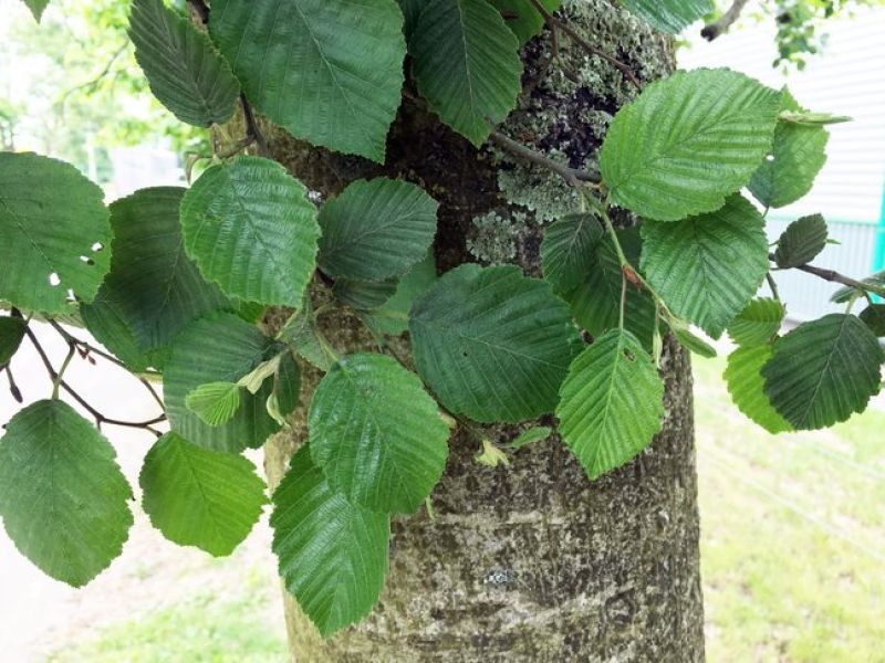 Sie sehen ein bild einer Grauerle. Der baum hat einen grauen Stamm und ovale Blätter die gefaltet aussehen. 