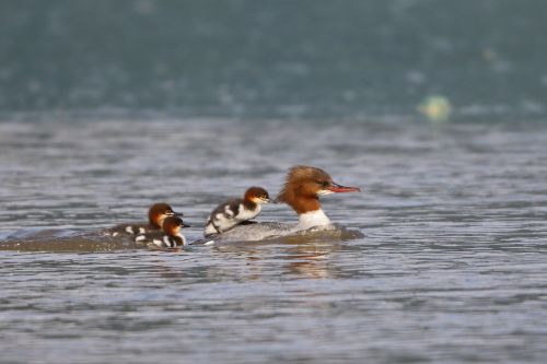 Sie sehen ein Bild mit einem Gänsesäger weibchen