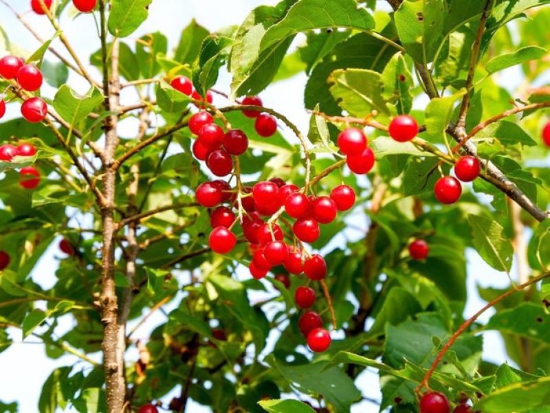 Die Fogelkirsche hat ovale Blätter, die Beeren hängen in verschiedener länge unter den Blättern heraus. 