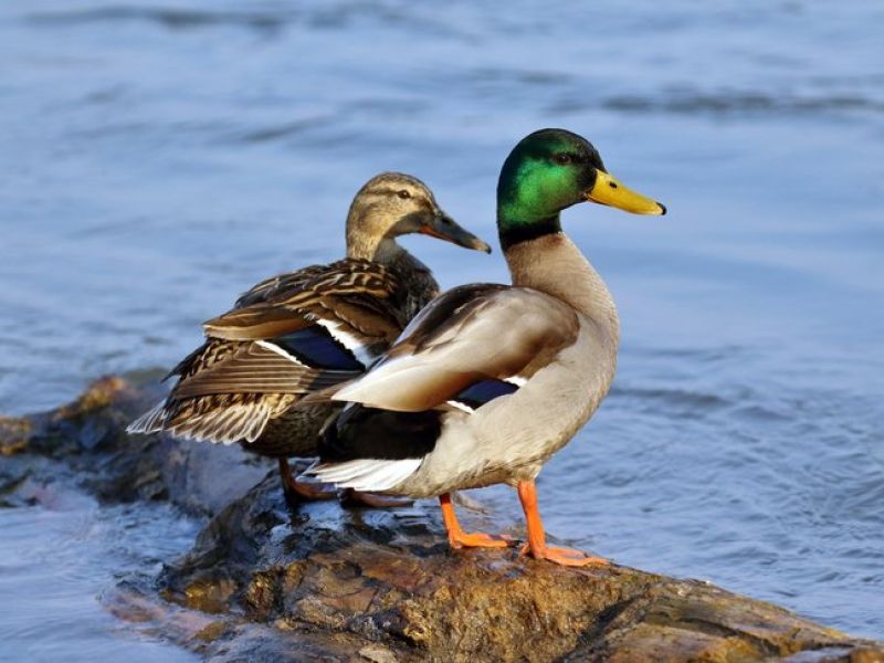 Zwei Enten sitzen sauf einem Stein am Wasser. Das Weibchen ist in braun Meliert gehalten und das Männchen ist Braun weiß gefiedert mit einem grünen Kopf. 